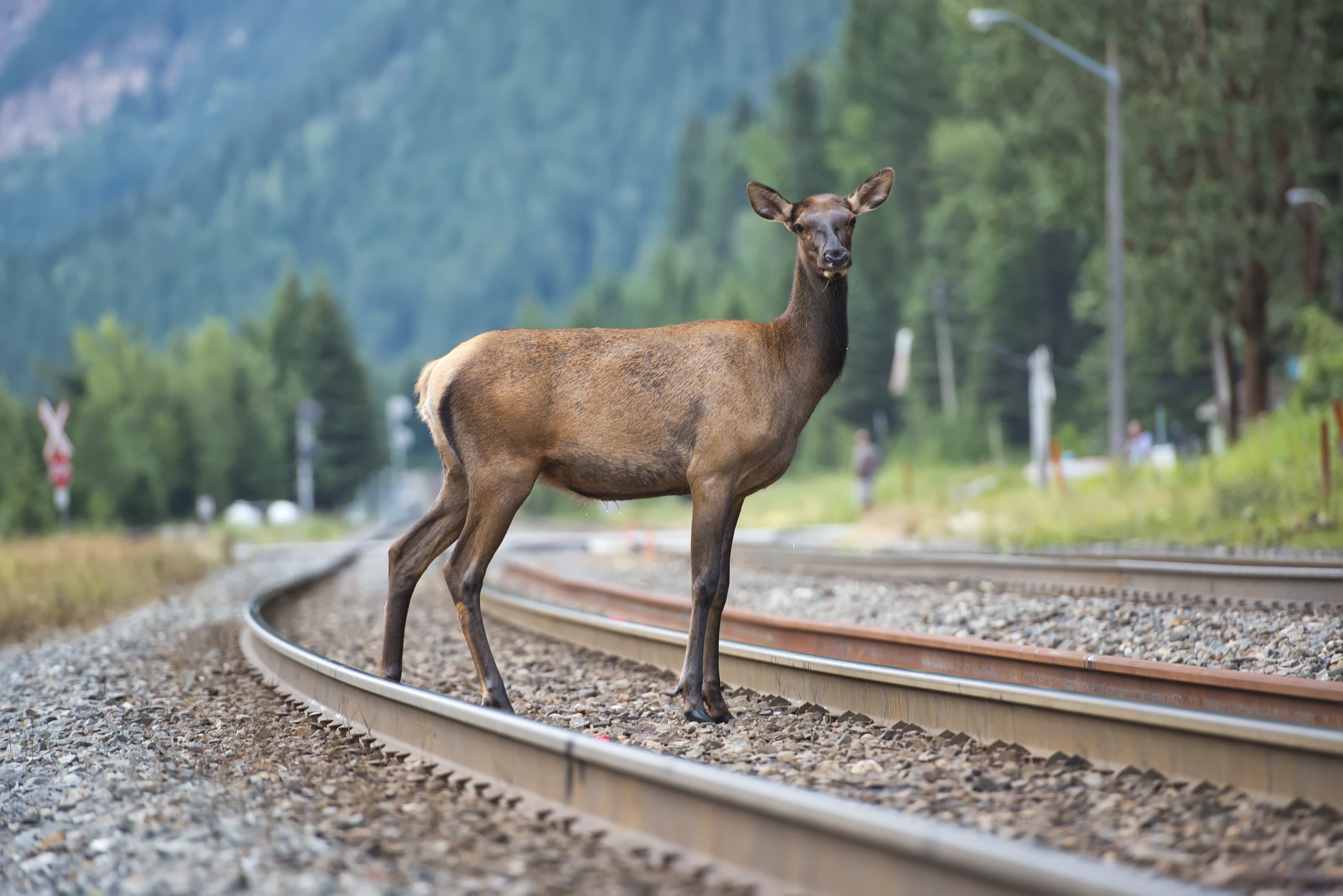 Фото: Shutterstock/FOTODOM