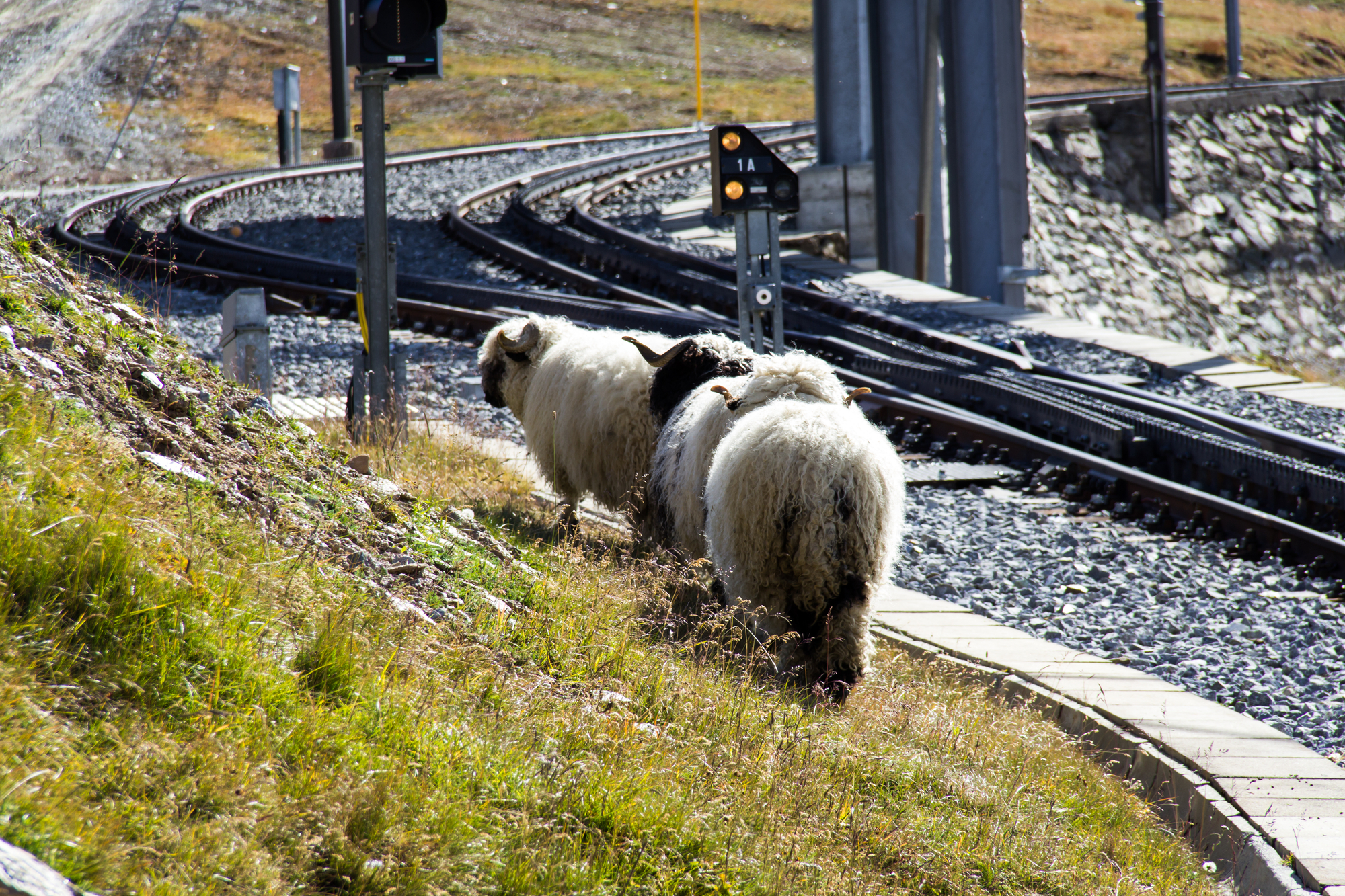 Сейчас справляться с сорняками железнодорожникам помогают овцы и козы